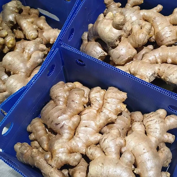 Msika Watsopano Wa Ginger Ukuphatikiza Kukweza Kwabwino