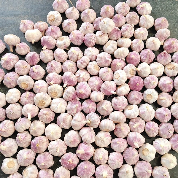 Huaang Food Processing Yalengeza Kukula Kwa Unyolo Watsopano Wa Garlic