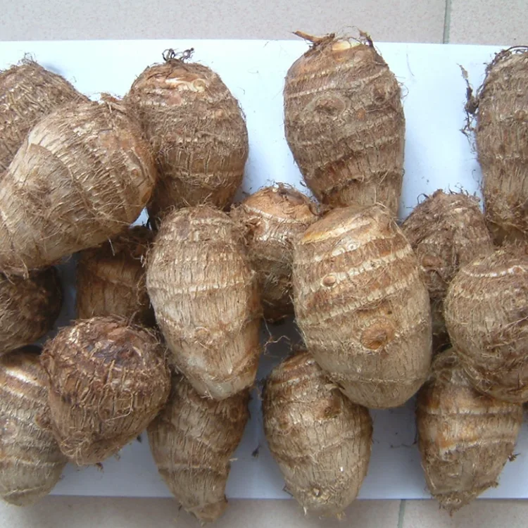 Munda Watsopano Taro