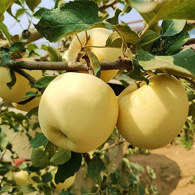 Maapulo Atsopano Agolide Okoma