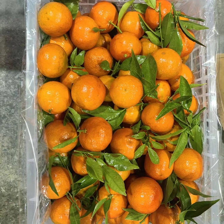 Mwatsopano Mashui Mandarin