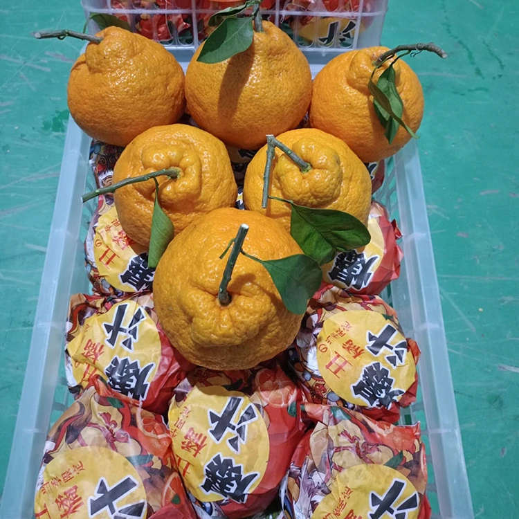 Mwatsopano Shiranui Mandarin