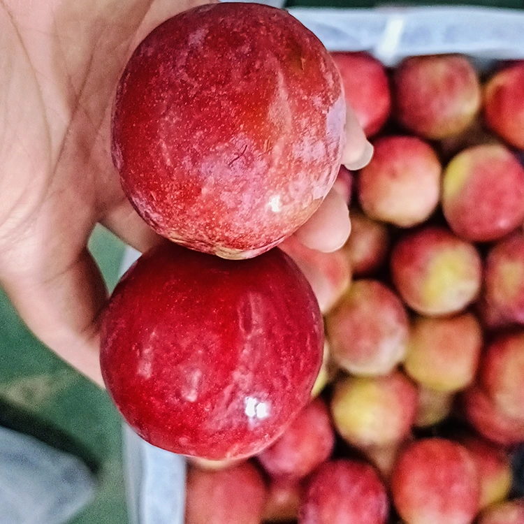 Mwatsopano Wokoma Wofiira Meiyi Plum