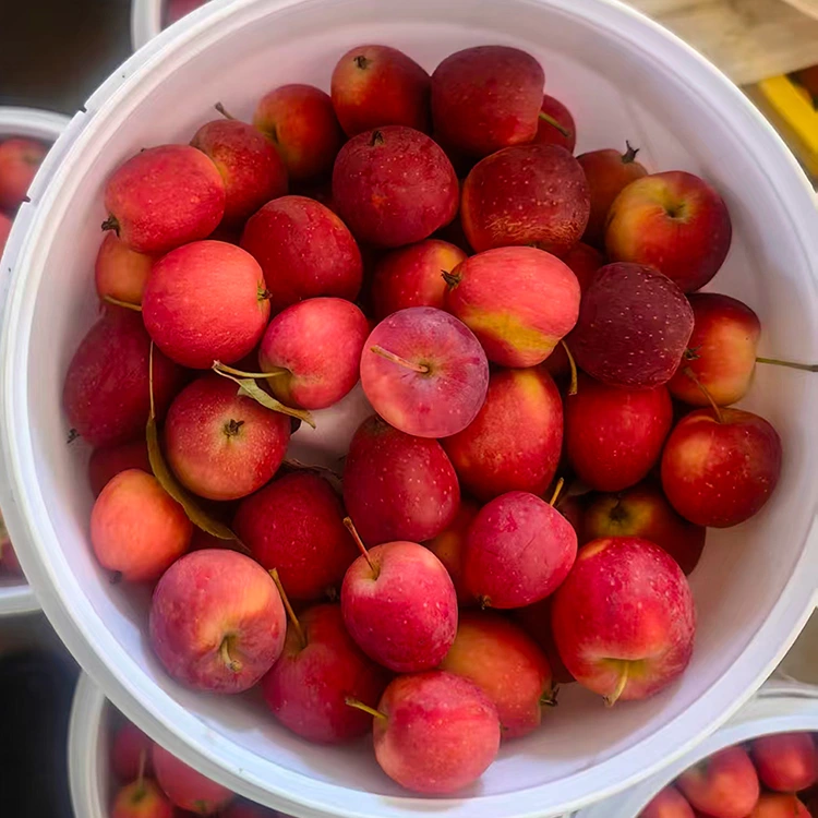 Mbeu Yapamwamba Yatsopano Yapa China Cherry Apple