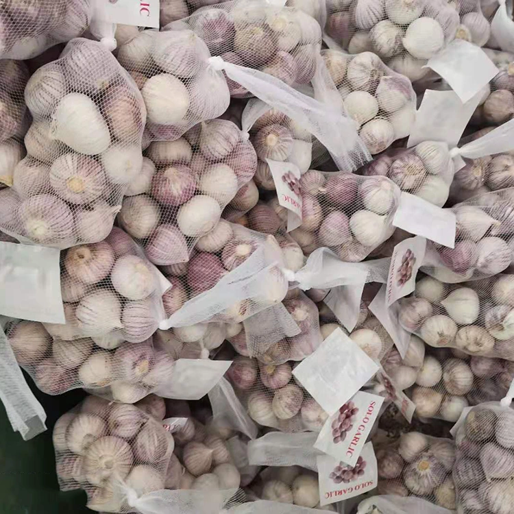 Akuluakulu a Single Clove Garlic