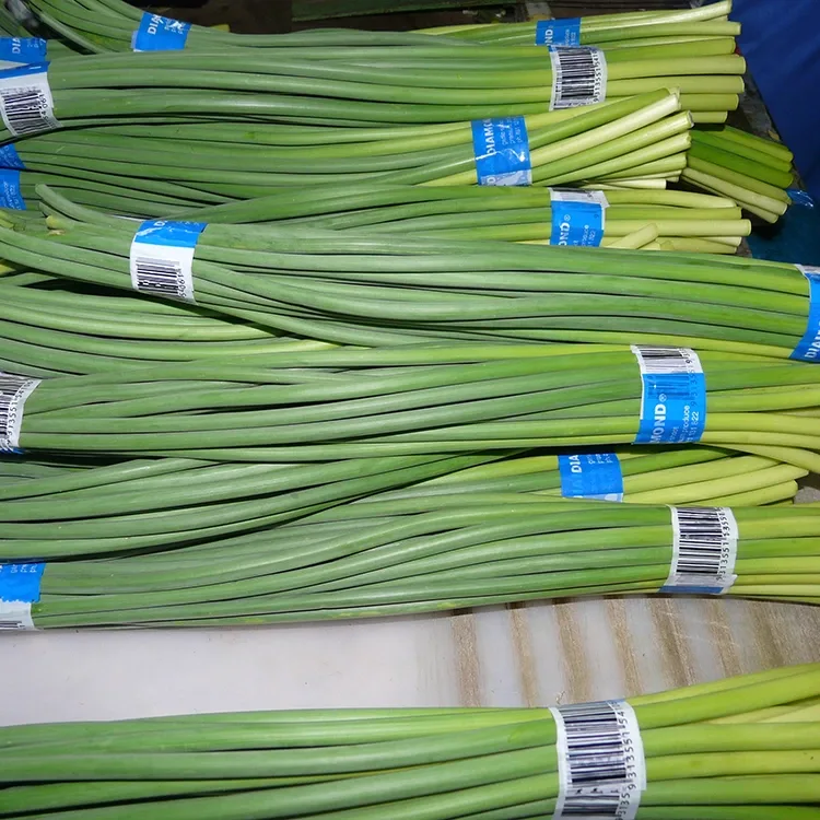 Premium Fresh Garlic Scapes