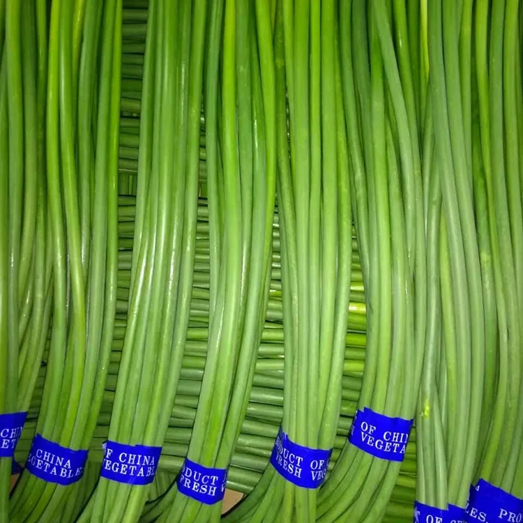 Premium Fresh Garlic Scapes