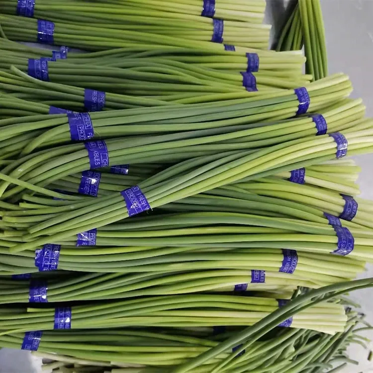 Premium Fresh Garlic Scapes