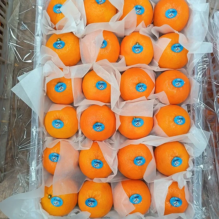 Premium Fresh Sweet Wogan Mandarins