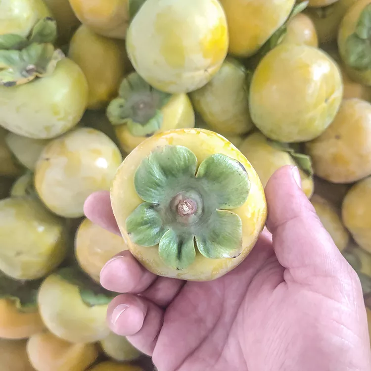 Persimmon Yatsopano Yatsopano