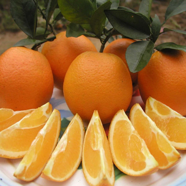 Malalanje Atsopano Otsekemera Otsekemera Otsekemera