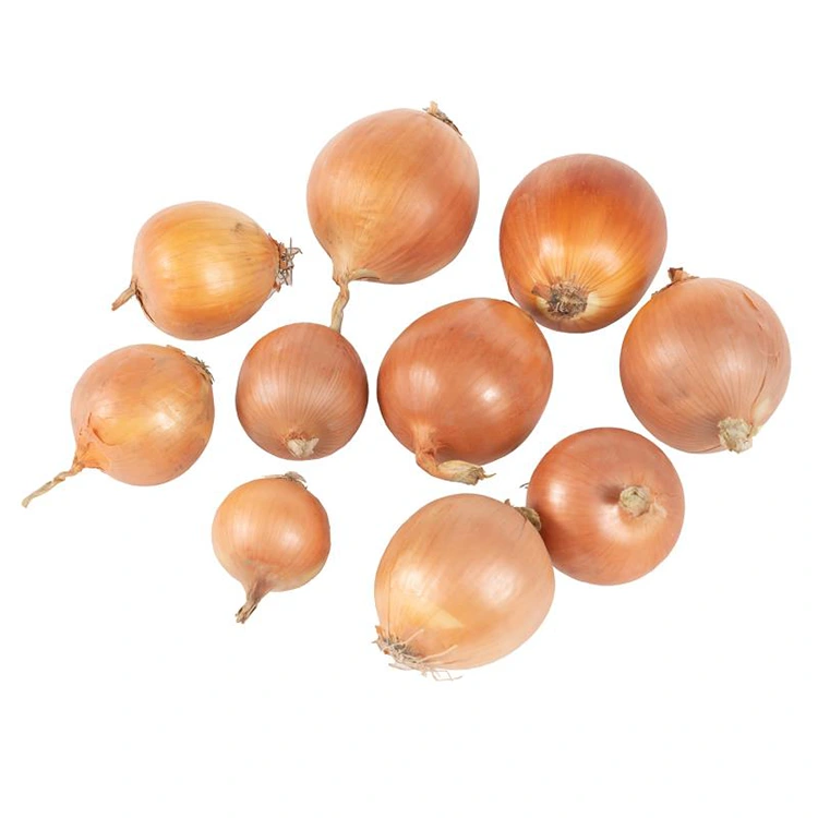 Anyezi Anyezi Atsopano Oyambirira