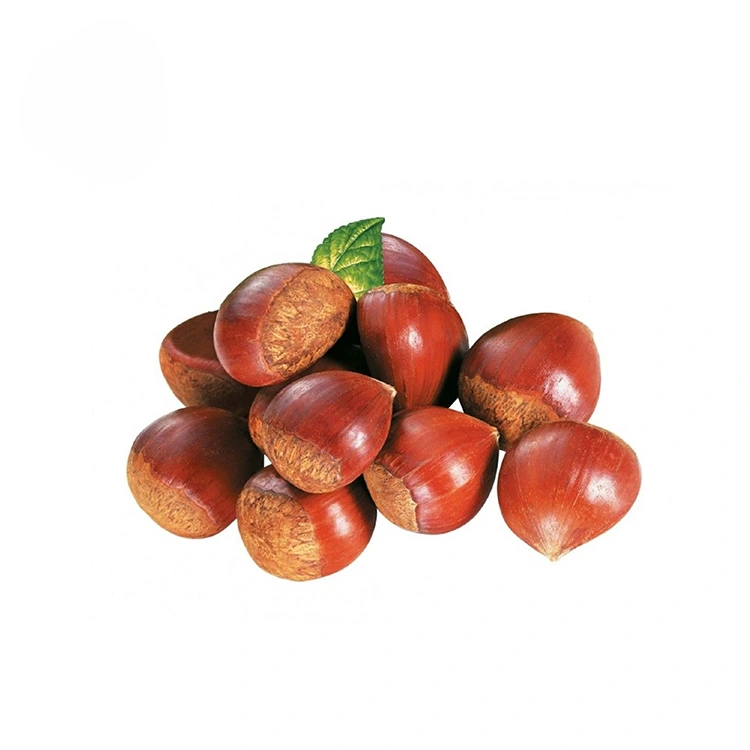 Ma Chestnut Abwino Kwambiri